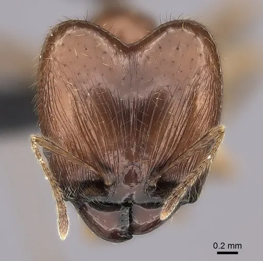 Pheidole maro - CASENT0489211