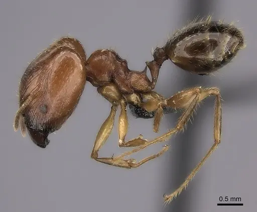 Pheidole maro - CASENT0489211