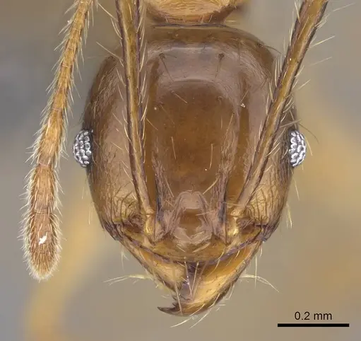 Pheidole maro - CASENT0906497