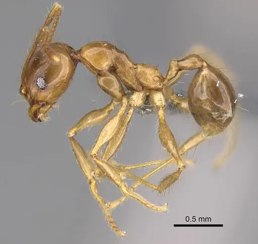 Pheidole maro - CASENT0906497