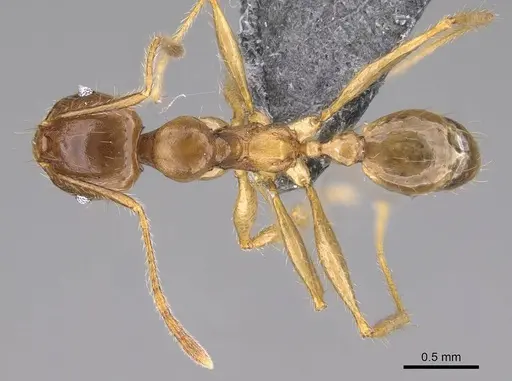 Pheidole maro - CASENT0906498