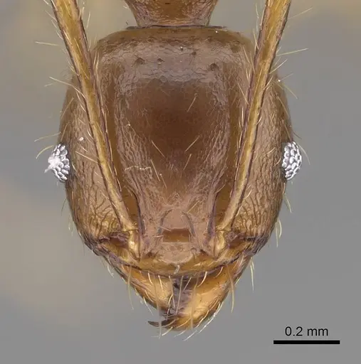 Pheidole maro - CASENT0906498