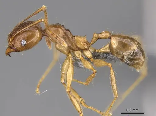 Pheidole maro - CASENT0906498