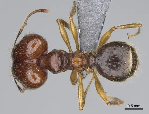 Pheidole maro - CASENT0923256