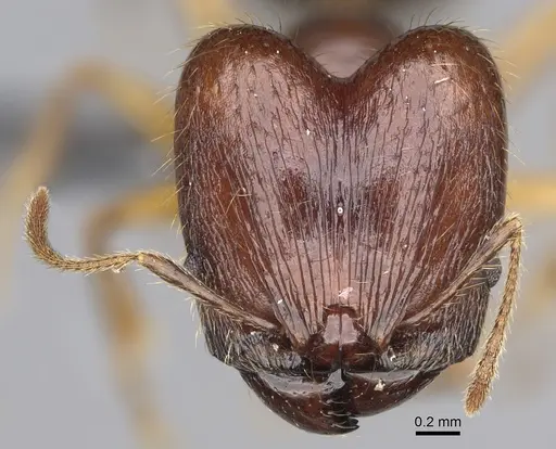 Pheidole maro - CASENT0923256