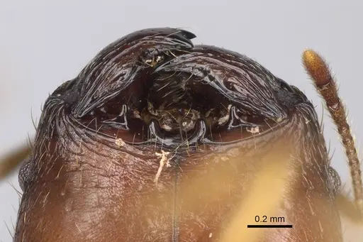 Pheidole maro - CASENT0923256