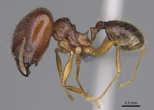 Pheidole maro - CASENT0923256