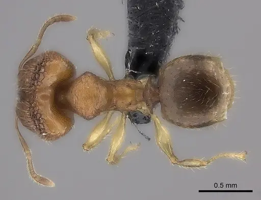 Pheidole masoala specimen