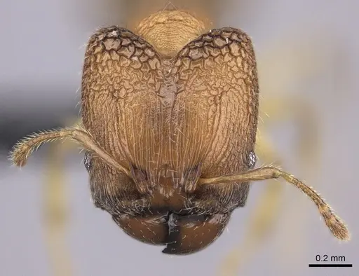 Pheidole masoala specimen
