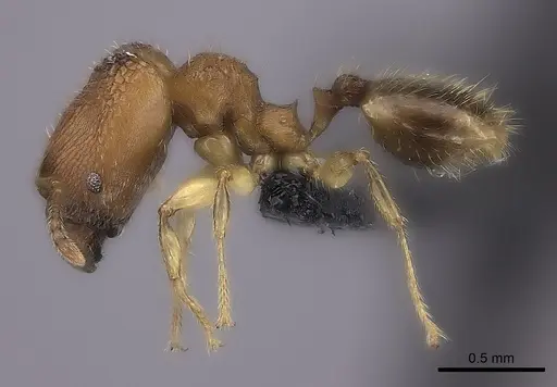 Pheidole masoala specimen