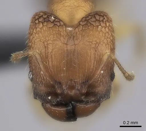 Pheidole masoala - CASENT0069448