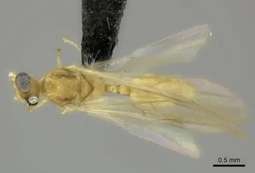 Pheidole masoala - CASENT0109608