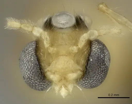 Pheidole masoala - CASENT0109608