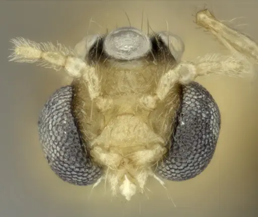 Pheidole masoala - CASENT0109608