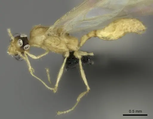 Pheidole masoala - CASENT0109608