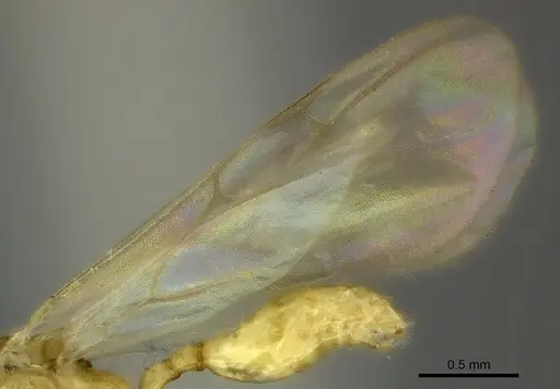 Pheidole masoala - CASENT0109608