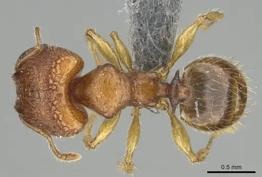 Pheidole masoala - CASENT0375363