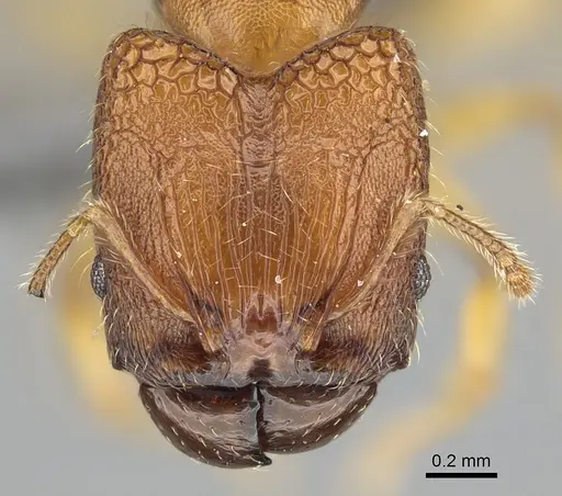 Pheidole masoala - CASENT0375363
