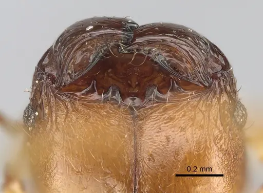 Pheidole masoala - CASENT0375363