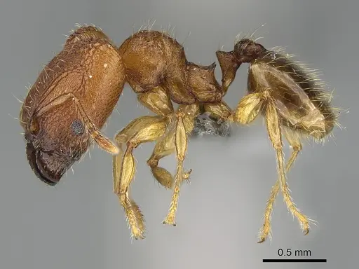 Pheidole masoala - CASENT0375363