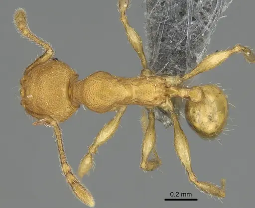 Pheidole masoala - CASENT0923165