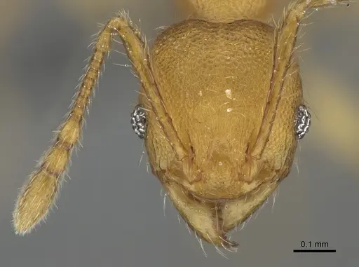 Pheidole masoala - CASENT0923165