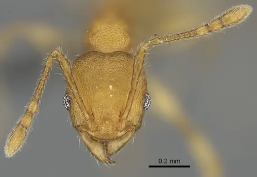 Pheidole masoala - CASENT0923165