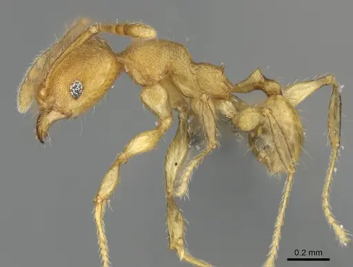 Pheidole masoala - CASENT0923165