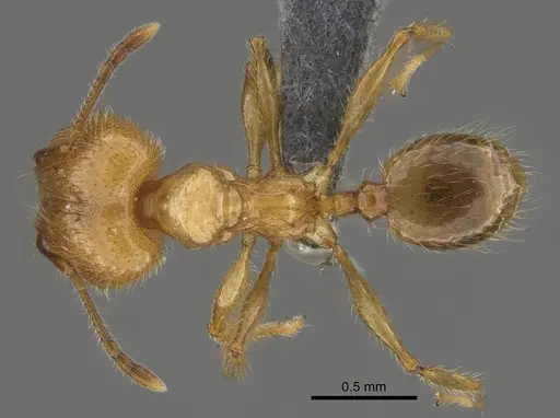 Pheidole masoandro specimen