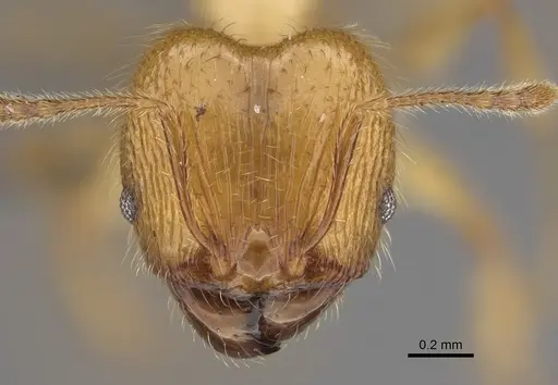 Pheidole masoandro specimen