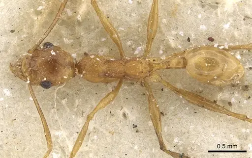 Pheidole maufei specimen
