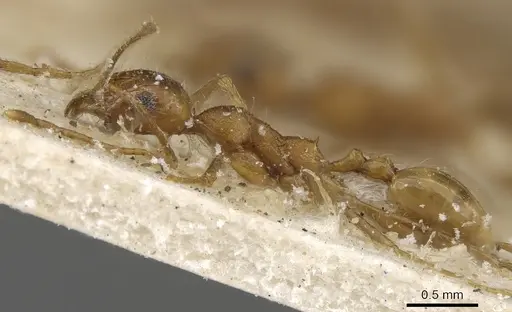 Pheidole maufei specimen