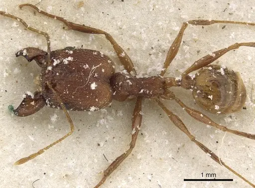 Pheidole maufei - CASENT0901272