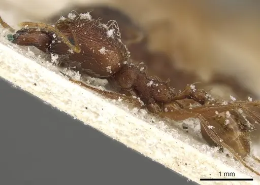 Pheidole maufei - CASENT0901272