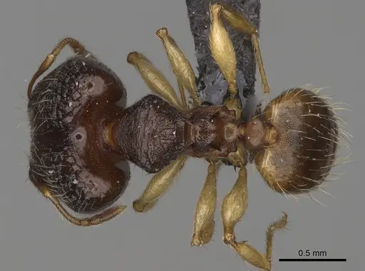 Pheidole mavesatra specimen
