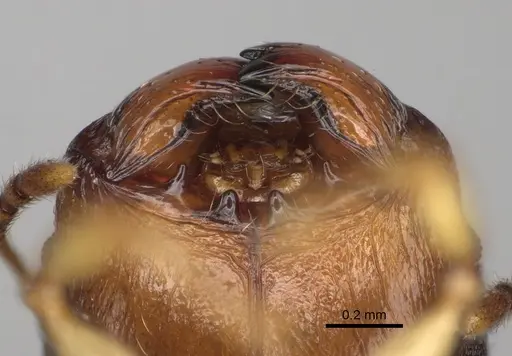 Pheidole mavesatra specimen