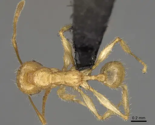Pheidole mavohavoana specimen