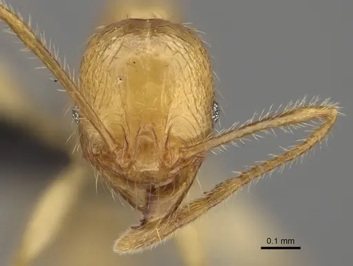 Pheidole mavohavoana specimen