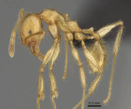 Pheidole mavohavoana specimen