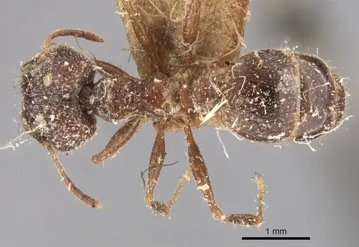 Pheidole mayri specimen