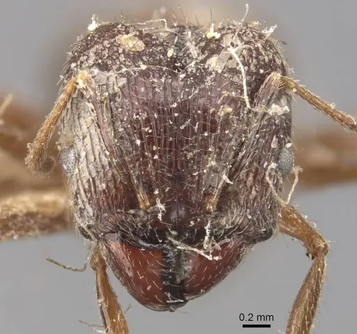 Pheidole mayri specimen