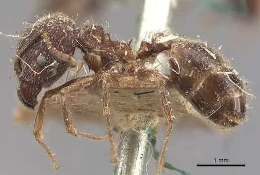 Pheidole mayri specimen