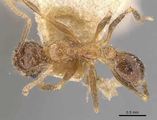 Pheidole mayri - CASENT0907824