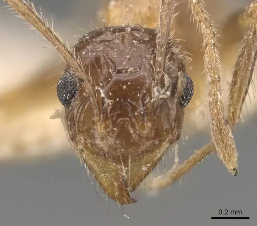 Pheidole mayri - CASENT0907824
