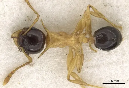 Pheidole medioflava specimen