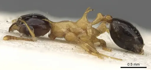 Pheidole medioflava specimen