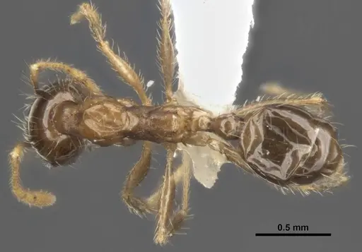 Pheidole megacephala specimen