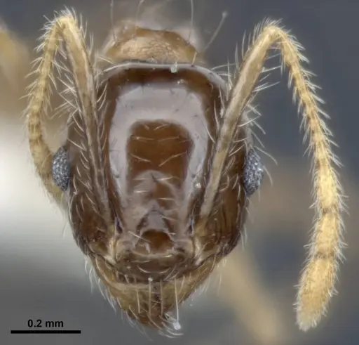 Pheidole megacephala specimen