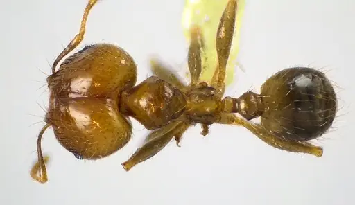 Pheidole megacephala - ANTWEB1041605