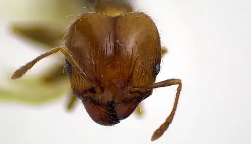 Pheidole megacephala - ANTWEB1041605